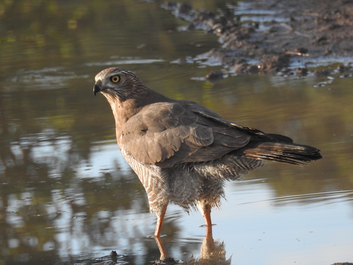 Dark Chanting-Goshawk - ML72082411