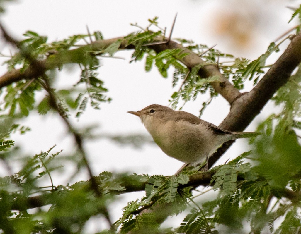 Booted Warbler - ML72083001