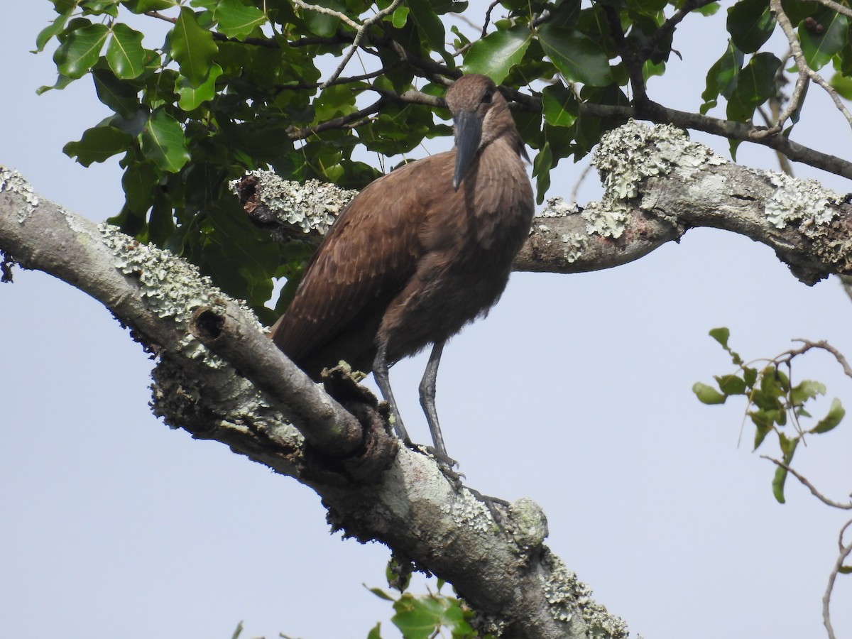 Hamerkop - ML72083421