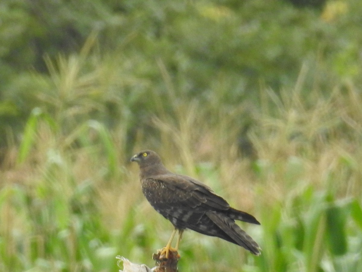 Aguilucho Lagunero Etiópico - ML72083551