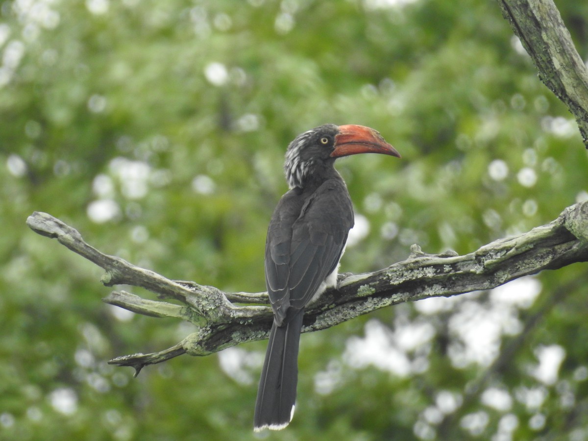 Crowned Hornbill - ML72083861