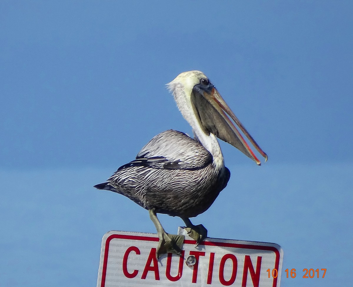 pelikán hnědý - ML72083871