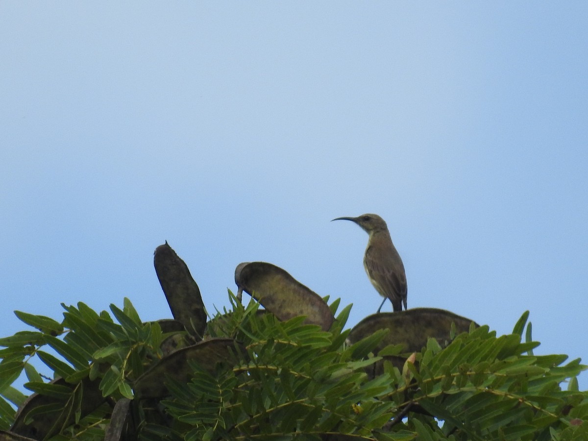 Purple-banded Sunbird - ML72083891