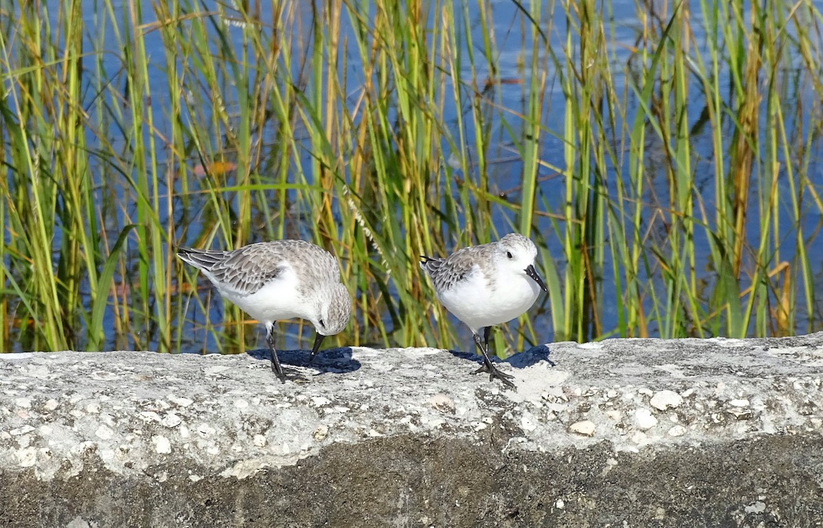 Sanderling - Kathie Rosse