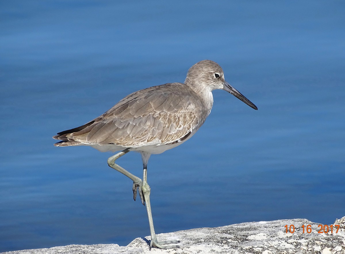 Willet - ML72083951