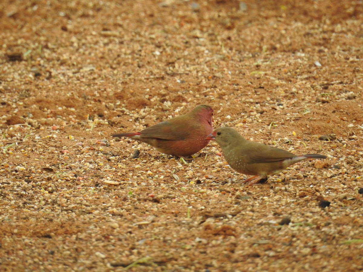 Red-billed Firefinch - Nick Hudson