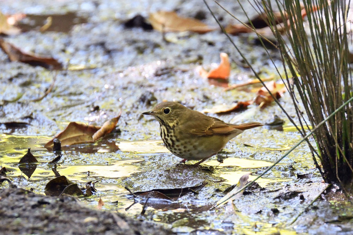 Hermit Thrush - terence zahner