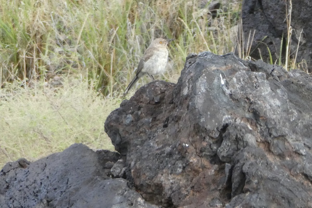 Curve-billed Thrasher - Jonathan Lautenbach