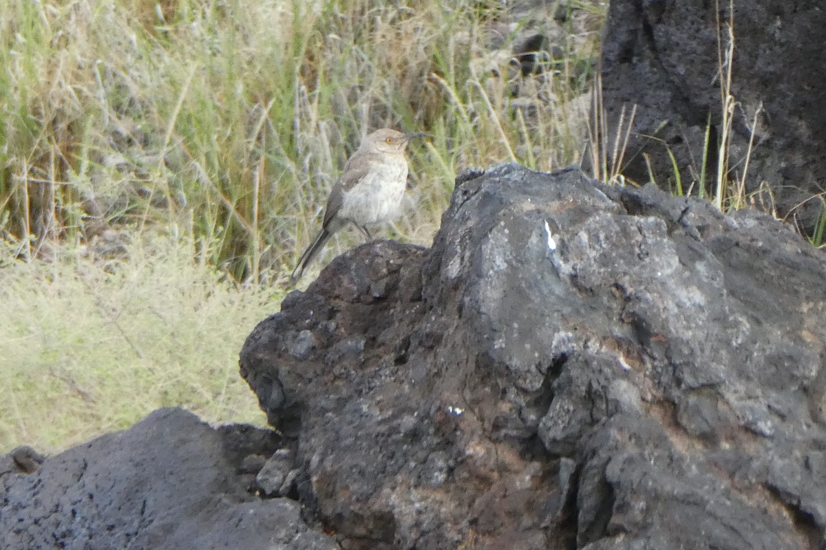 Curve-billed Thrasher - Jonathan Lautenbach