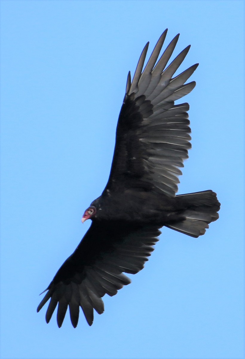 Turkey Vulture - ML72087021