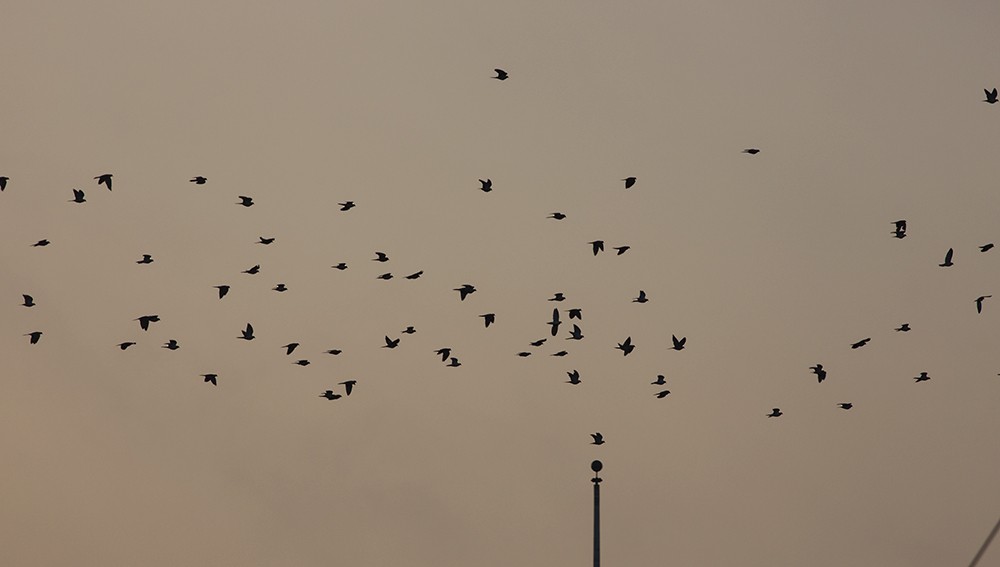 Mourning Dove - Martin Wall