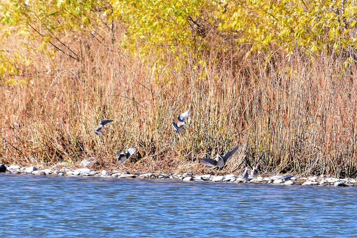 Long-billed Dowitcher - Harold Ziolkowski