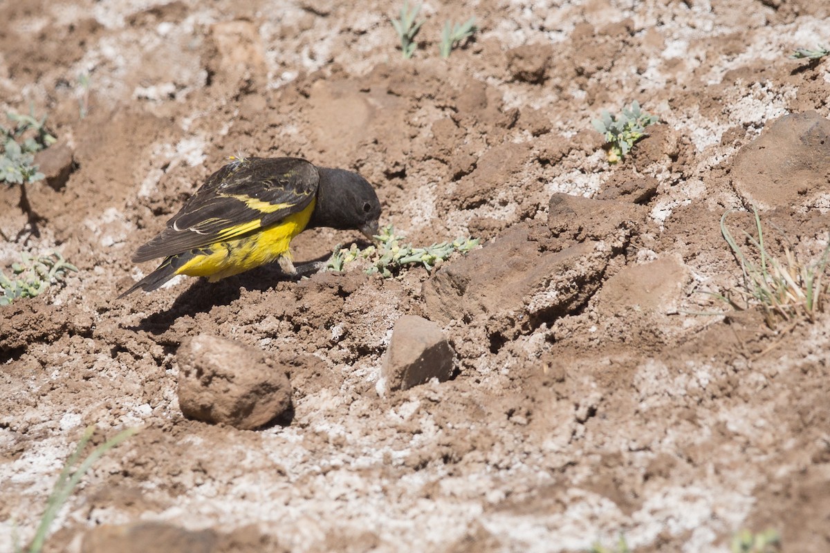 Yellow-rumped Siskin - ML72089961