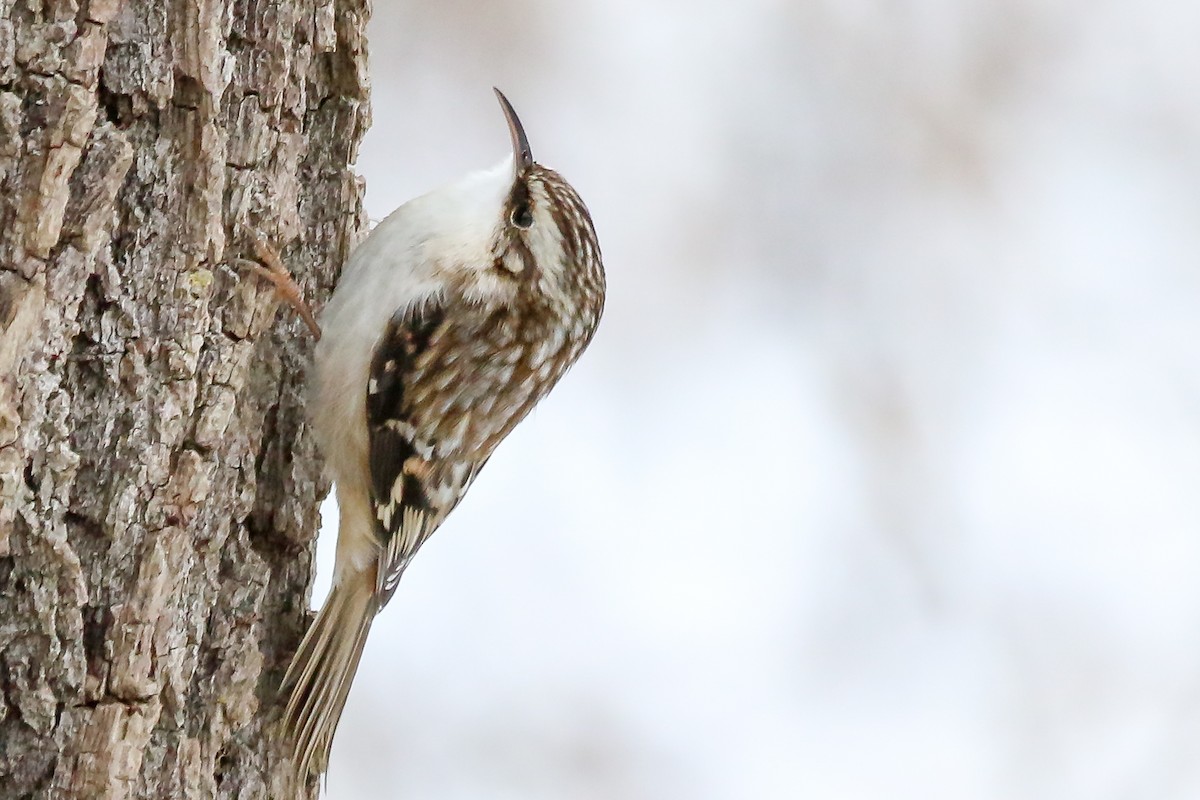Brown Creeper - Brad Imhoff