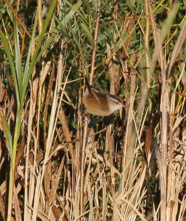 Marsh Wren - ML72091371