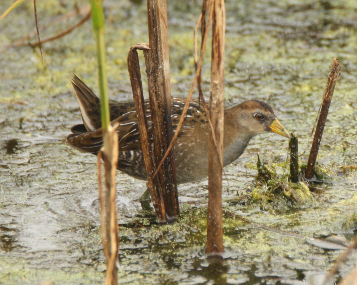 Sora - Gerald Teig