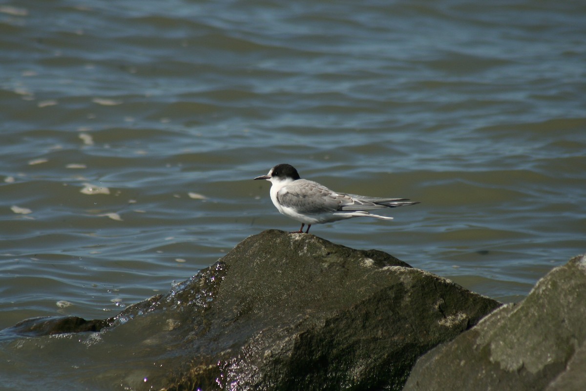 Arctic Tern - ML72091641