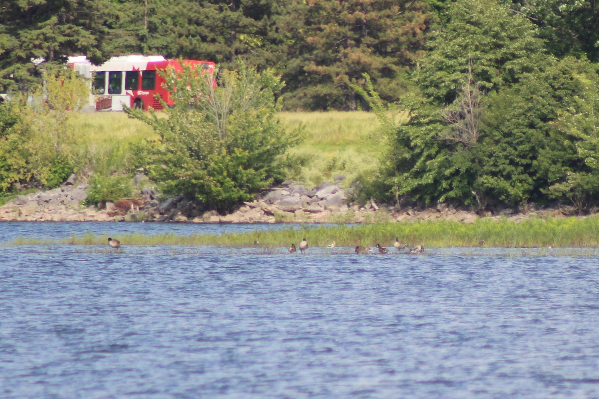 Avoceta Americana - ML72091871