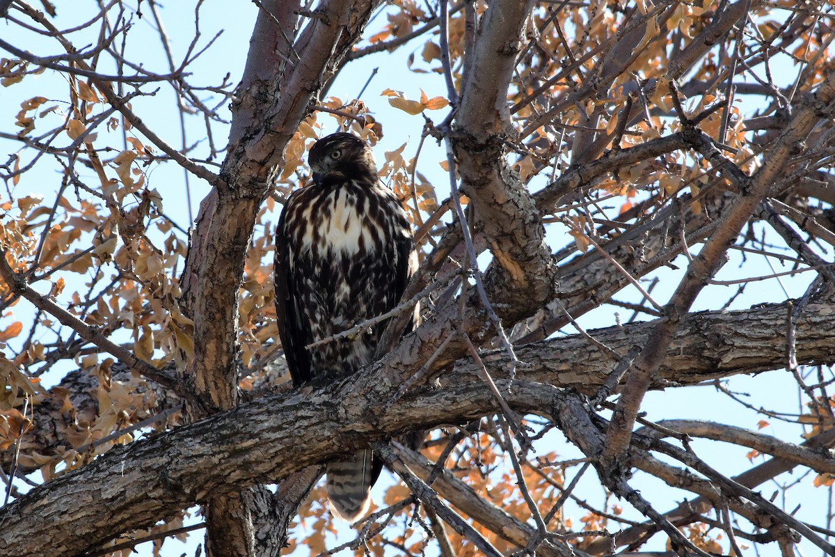 Red-tailed Hawk - Harold Ziolkowski