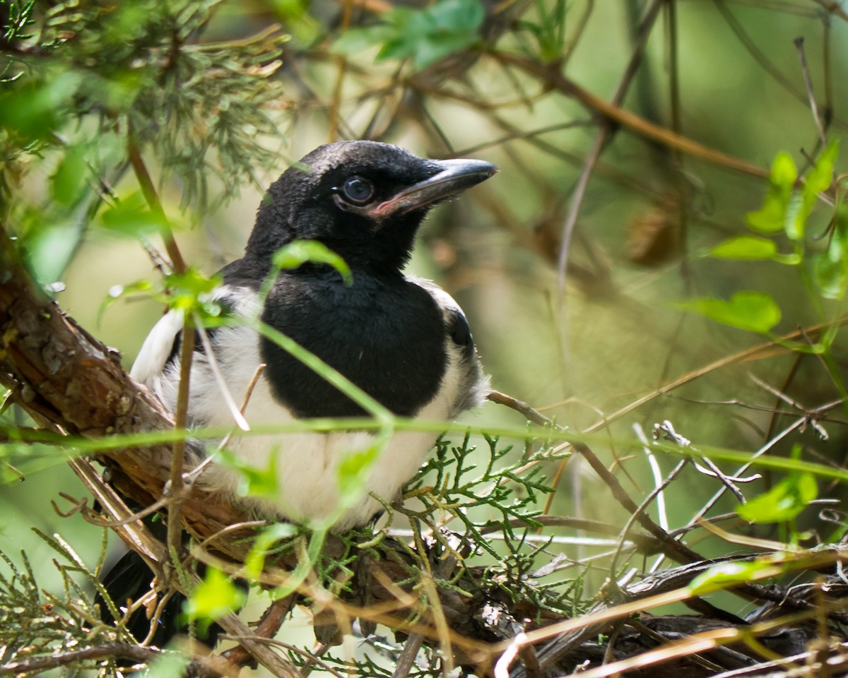 Black-billed Magpie - greg haworth