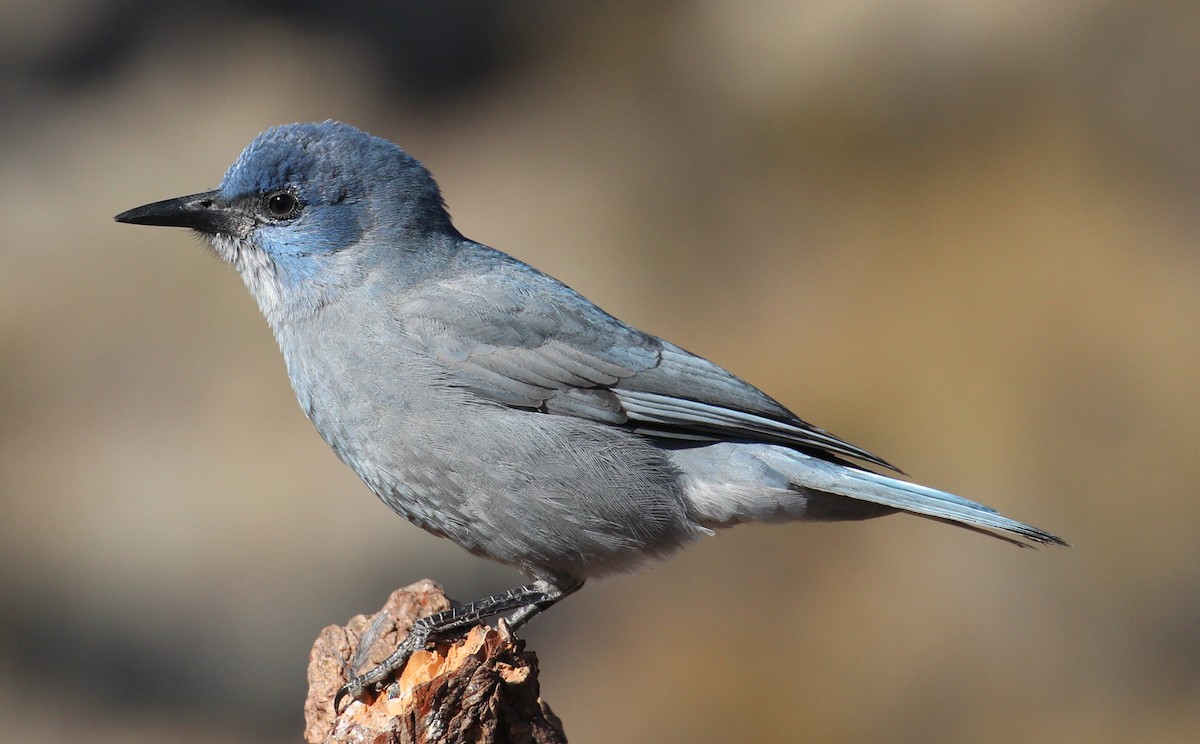 Pinyon Jay - Milton Vine