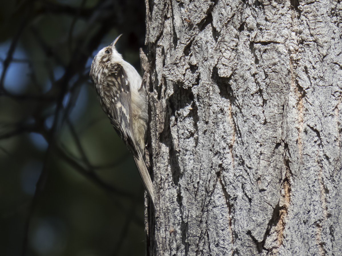 Brown Creeper - ML72094711