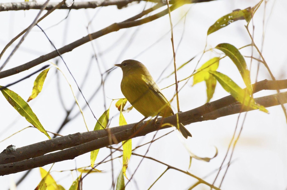 Orange-crowned Warbler - Amy Downing