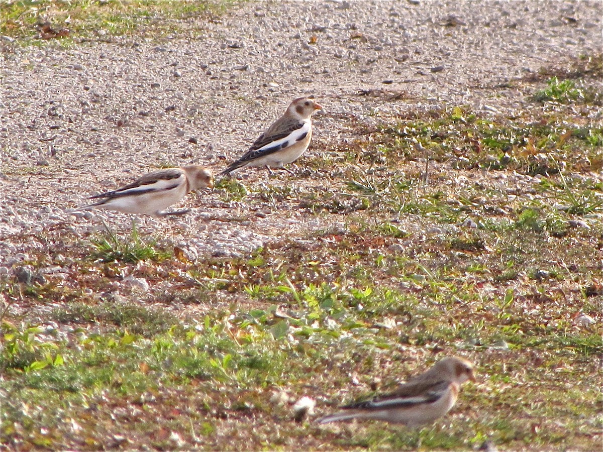 Snow Bunting - Benjamin Murphy