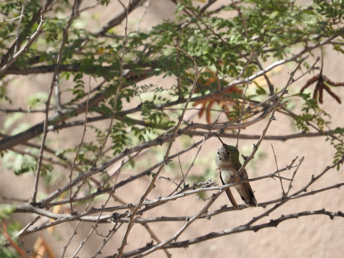 Broad-tailed Hummingbird - Aaron Hulsey