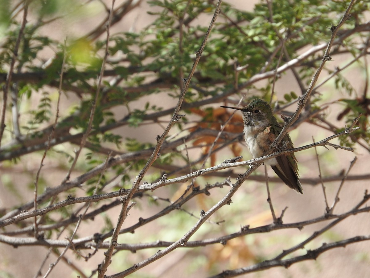 Broad-tailed Hummingbird - Aaron Hulsey