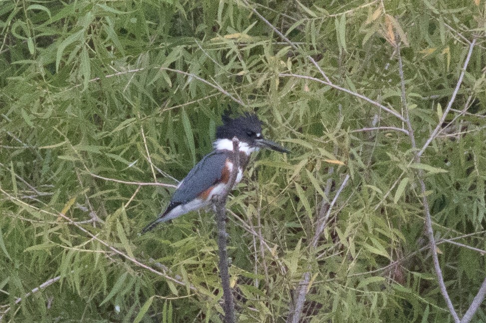 Belted Kingfisher - ML72100971