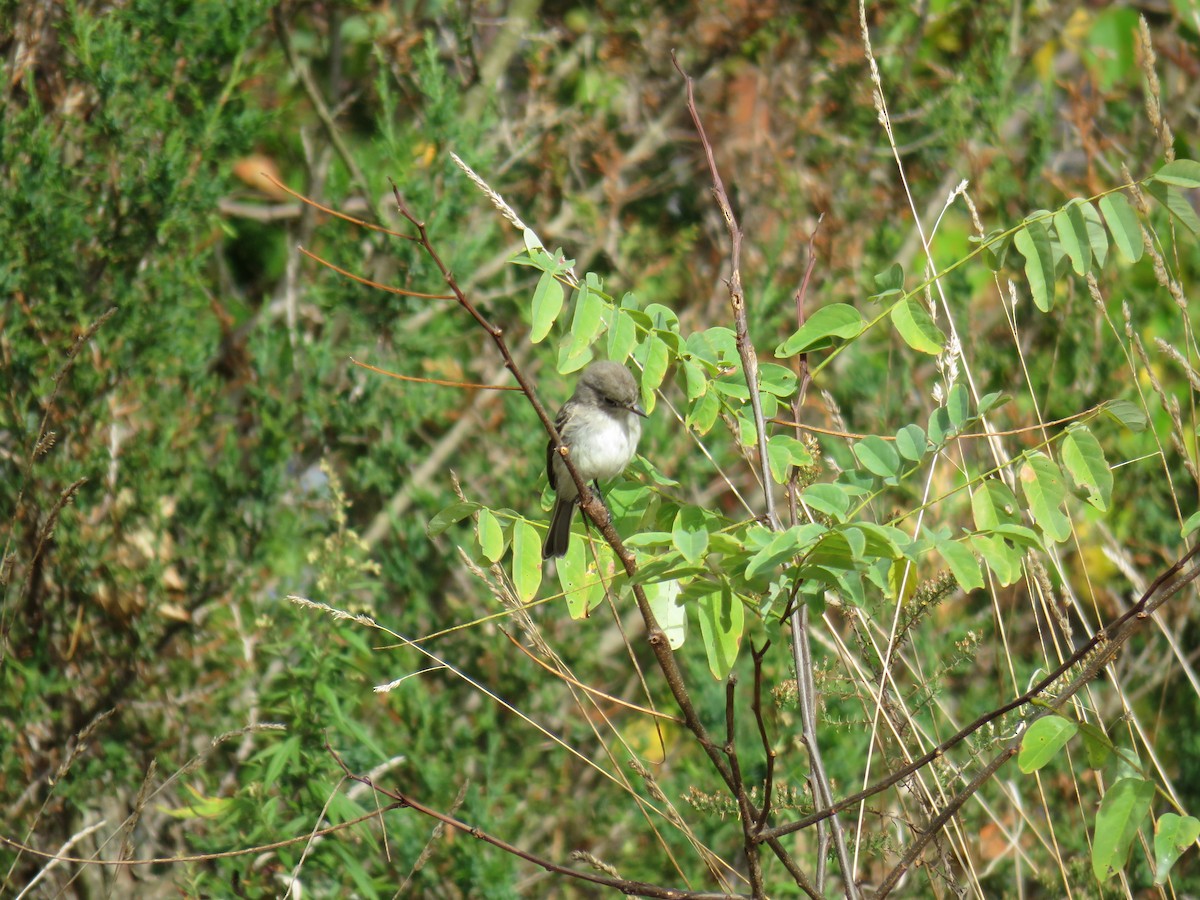 Gray Flycatcher - ML72103641