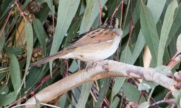 Swamp Sparrow - ML72104161