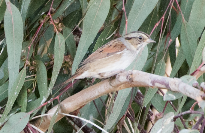 Swamp Sparrow - ML72104171