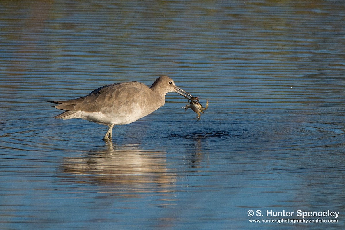 Willet - ML72104941