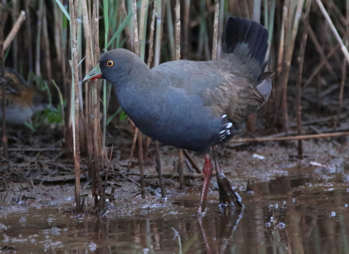 Black-tailed Nativehen - ML72105341