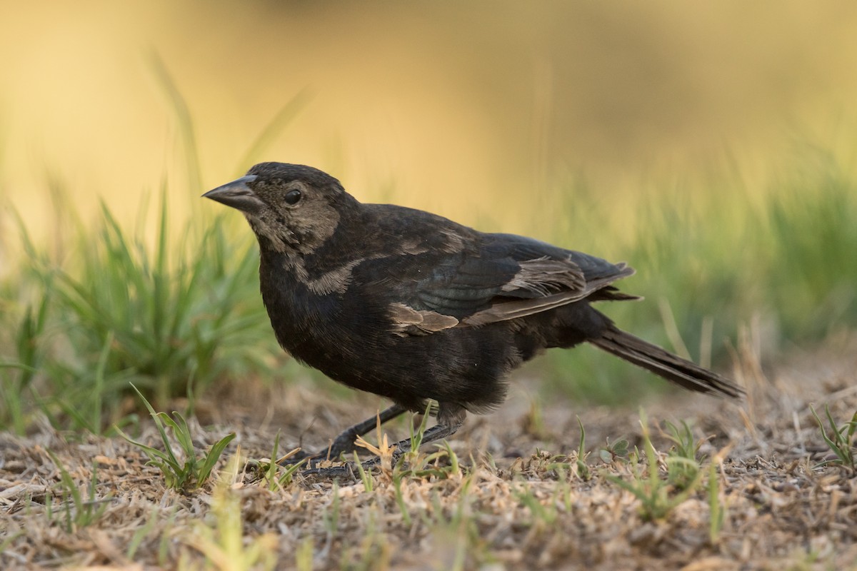 Shiny Cowbird - Vicente Pantoja Maggi