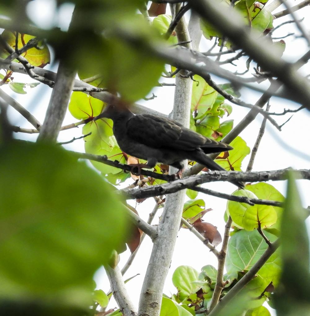 White-crowned Pigeon - ML72106421