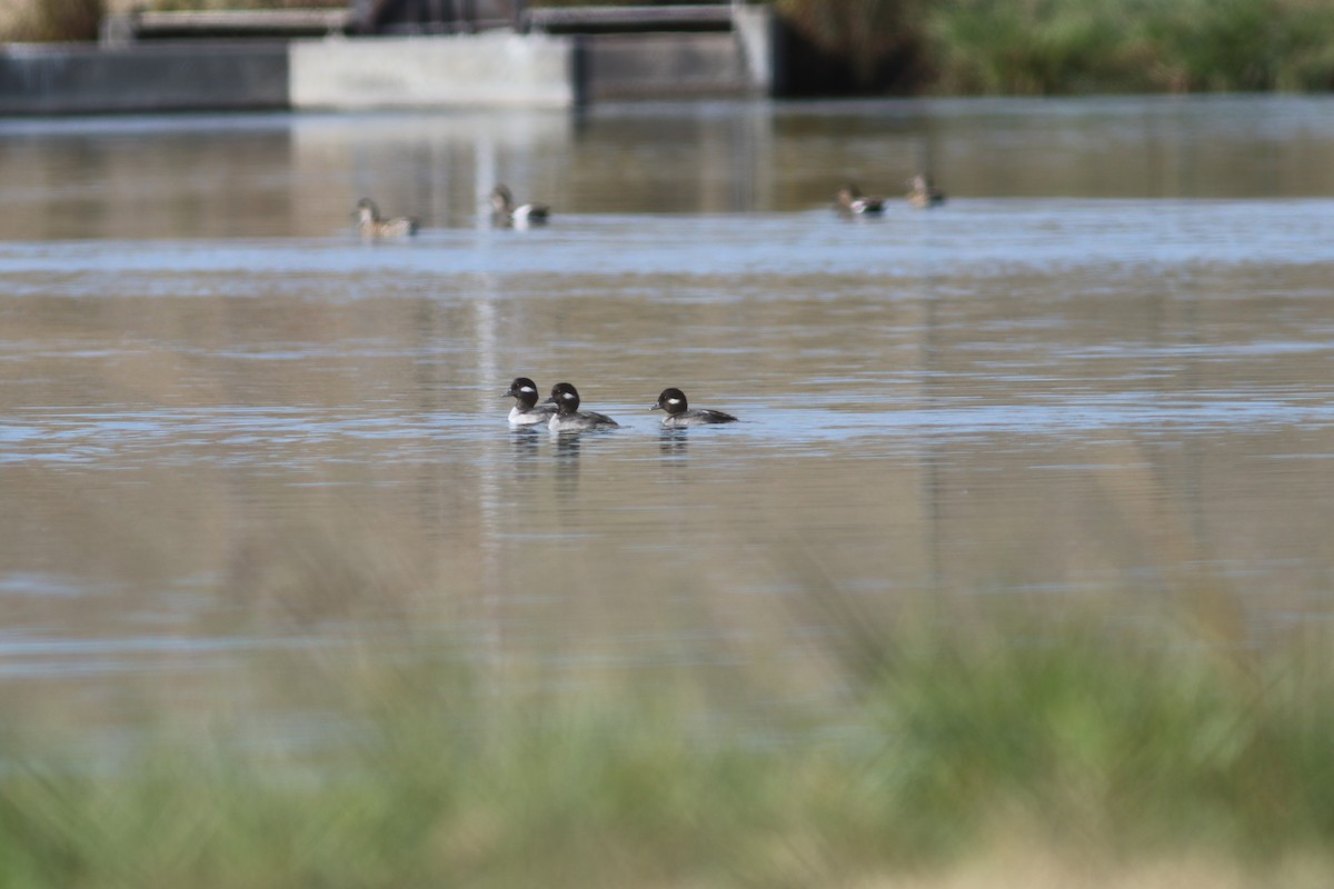 Bufflehead - ML72106531