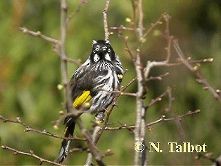 New Holland Honeyeater - ML721073