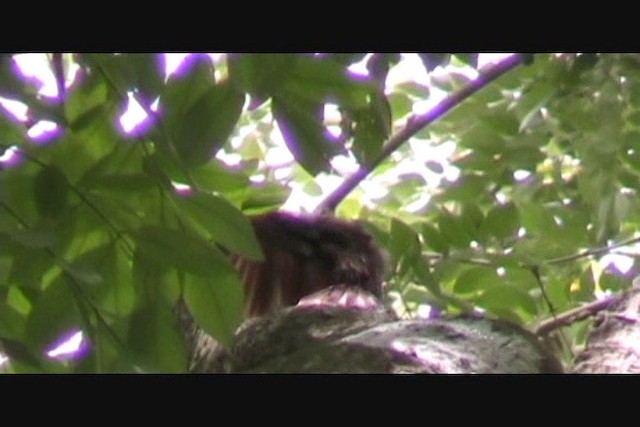 Red-billed Scythebill - ML721076