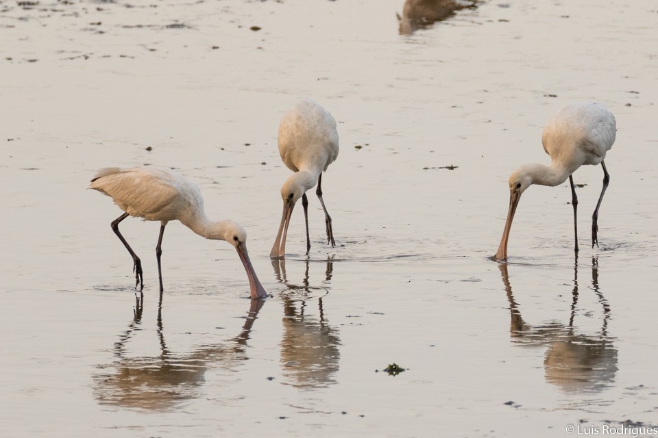 Eurasian Spoonbill - Luis Rodrigues
