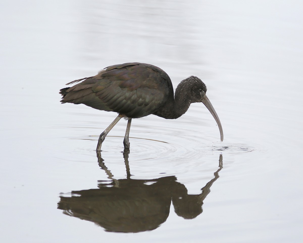 Glossy Ibis - ML72109241