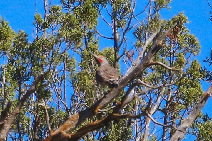 Northern Flicker (Red-shafted) - ML72111141