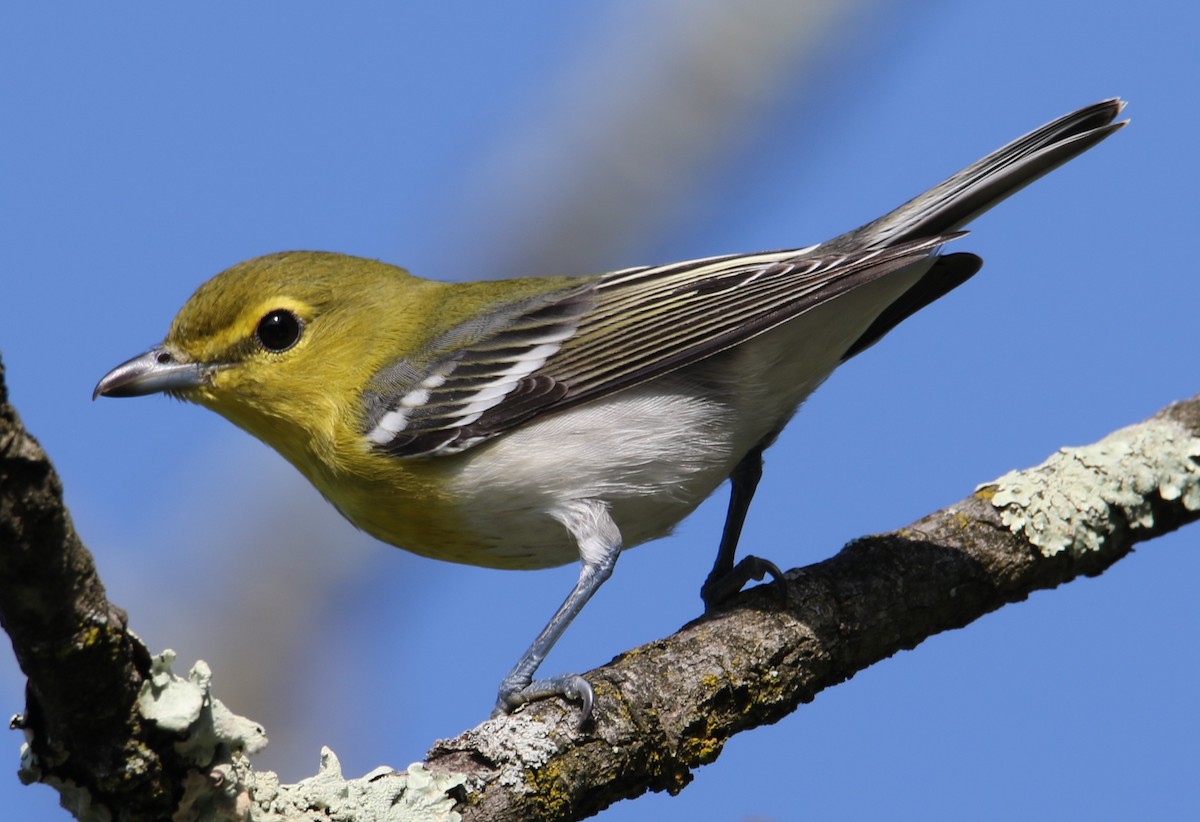 Yellow-throated Vireo - ML72111191