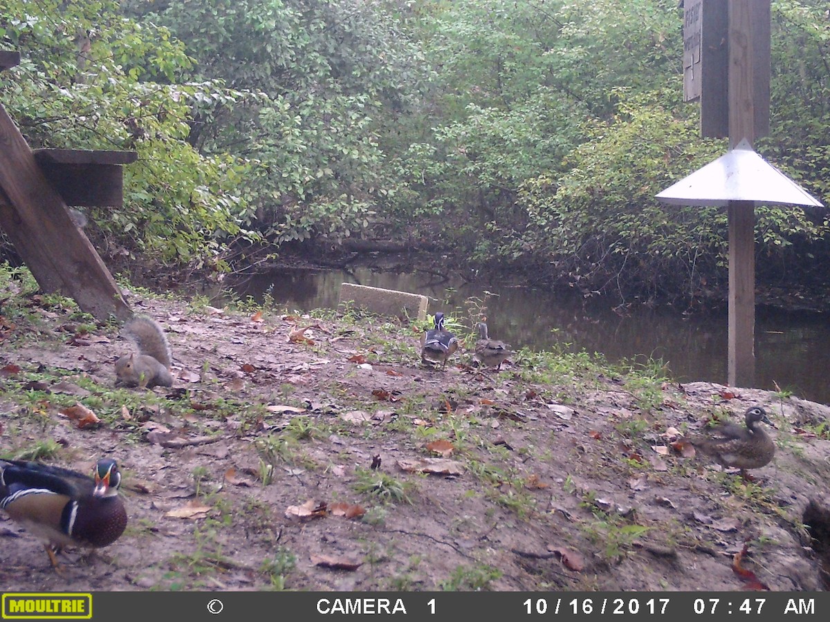 Wood Duck - ML72112451