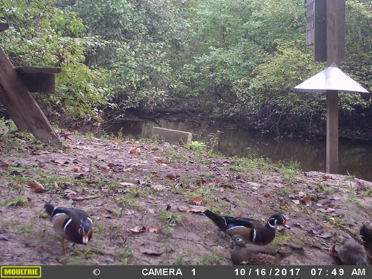 Wood Duck - Ben Fisher