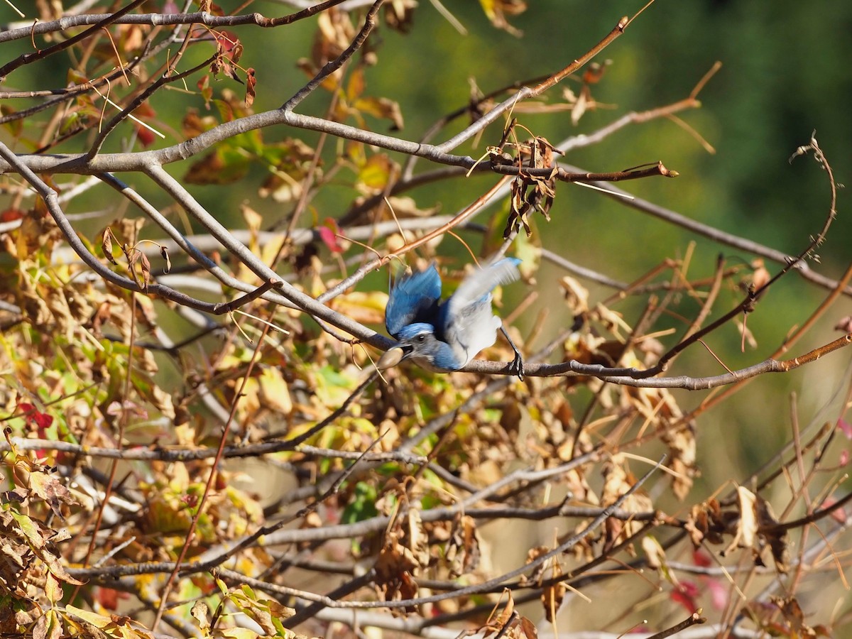 California Scrub-Jay - Steven Hunter