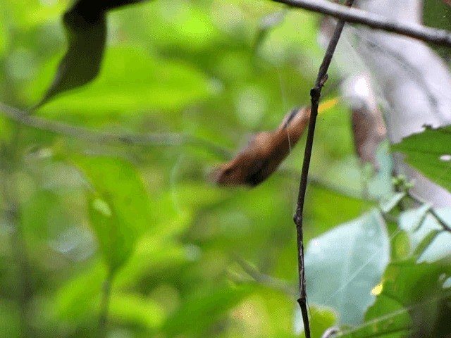 Rotschattenkolibri - ML721135