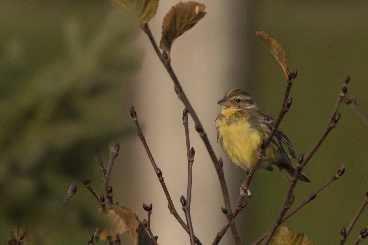 Yellow-breasted Bunting - ML72114251